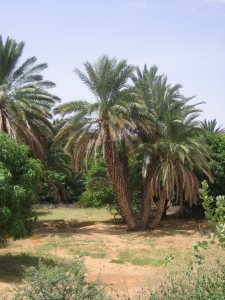 Images we never see from Darfur - Palm trees in Ain Siro